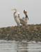 142 IMG_2259b