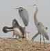145 IMG_2261b