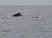 243 IMG_2379