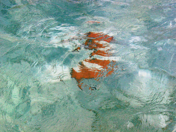 Bahamas starfish