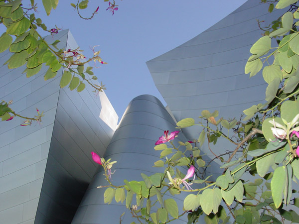 CA disney hall2
