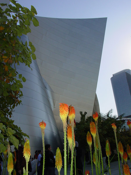 CA disney hall3