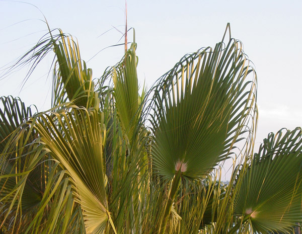 CA palms