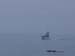 CA foggy boat