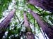 CA redwoods