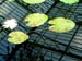 UK lilypad