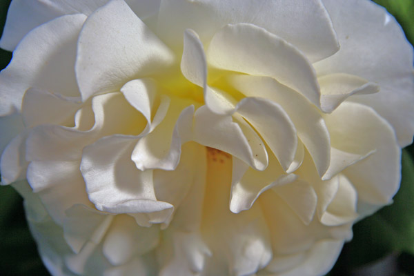white rose v2