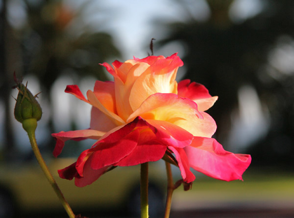 yellow pink rose side v2