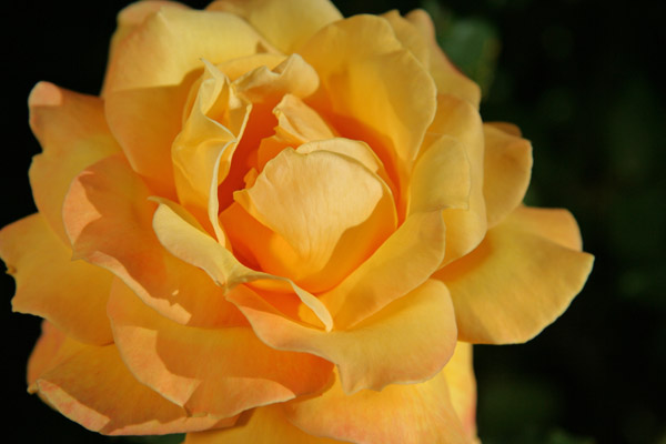 yellow rose v2