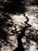 catalina_tree_shadow1