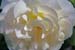 white rose v2
