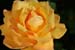 yellow rose v2